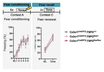 미세아교세포 특이적 TSPO 녹아웃 mice의 fear acquisition, recall 결과