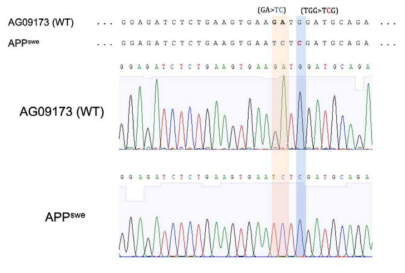 상인 유래 줄기세포주에 (AG09173) CRISPR/Cas9 genome editing 을 이용하여 APPswe 돌연변이가 삽입된 isogenic 세포주 제작