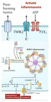 ATP 처리에 의한 NLRP3 inflammasome 활성