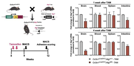 미세아교세포 특이적 Atg7 녹아웃을 위한 마우스 라인 제작 및 확인 결과