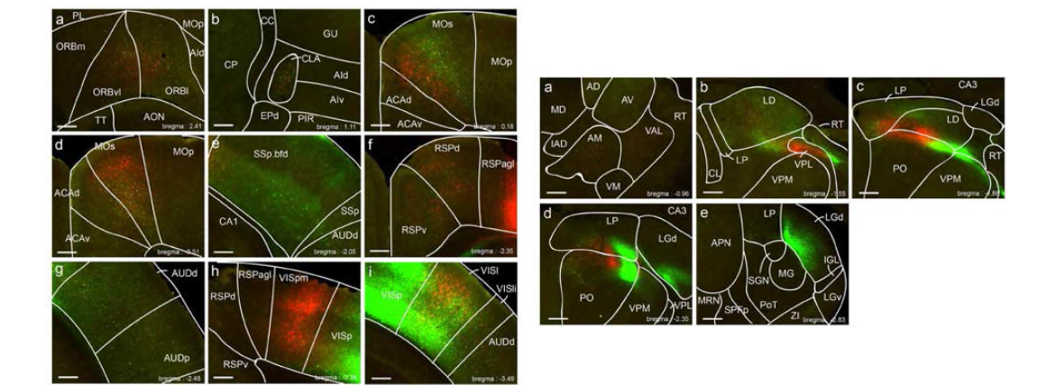 Allen 뇌연구원에서 제시하는 후두정 피질 영역인 VISa(빨강), VISrl(초록) 으로부터 역방향으로(retro) 연결된 주요 영역. allen brain map 의 후두정피질의 순방향 신호전달(antero)영역과 일치함