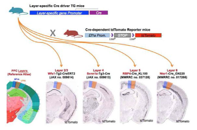 후두정피질-신경세포층 특이적 Cre TG 라인의 세포유형 특이성 패턴