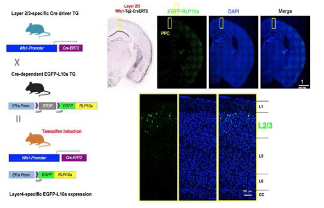 PPC layer2/3 신경세포군-특이적 형광표지모델