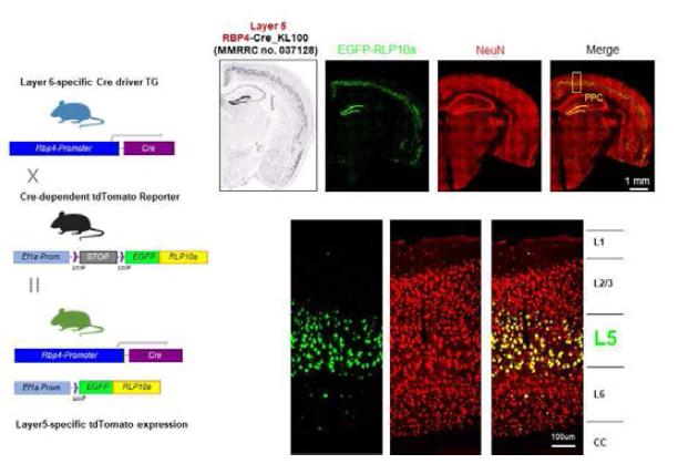 PPC layer5 신경세포군-특이적 형광표지모델