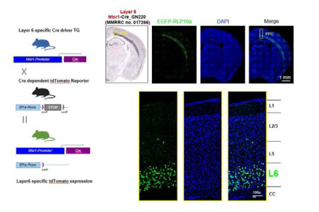 PPC layer6 신경세포군-특이적 형광표지모델