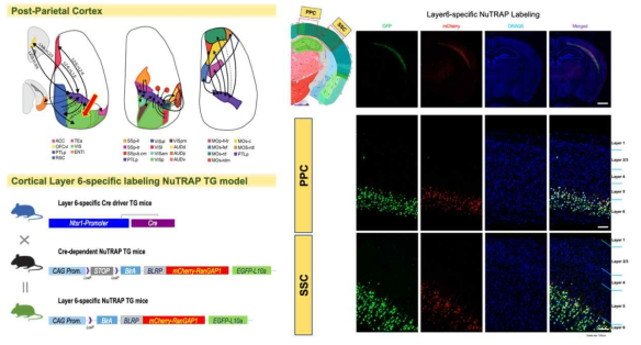 NuTRAP/Ntsr-1Cre TG를 이용한 대뇌피질구역 6번 세포층-특이적 전사체 표지