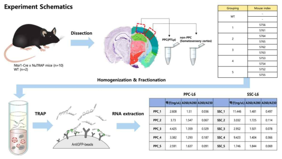 피질구역(PPC/SSC)별 Layer 6 신경세포군 전사체 분리 및 비교