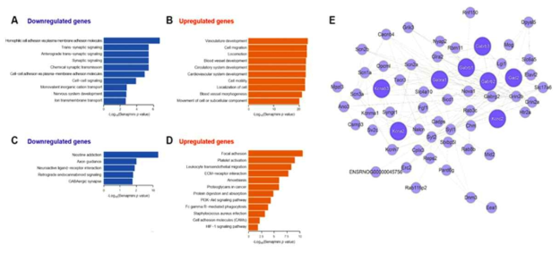 Gene ontology, KEGG pathway과 co-expression sub-network 분석 결과