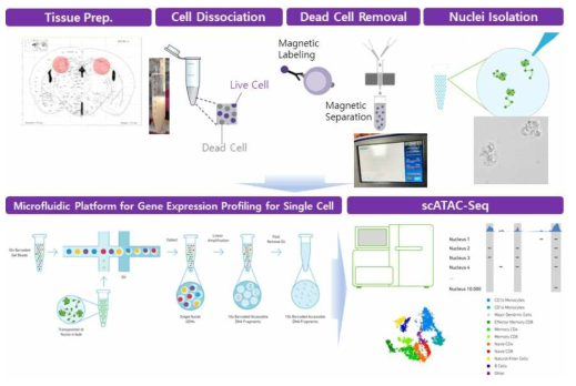 single cell ATAC-sequencing 실험 과정 모식도