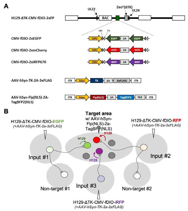 H129를 활용한 multi-input labeling system의 개요 A. H129 기반 multi-input labeling system 구축을 위한 construct들. H129 genome에 fDIO-EGFP, fDIO-mCherry, fDIO-iRFP 등을 recombineering을 통해 삽입함 B. Input area에 Flp recombinase에 의해 형광단백질 또는 tag의 발현이 가능한 construct를 포함한 H129를 injection하고 target area에는 H129 내 형광단백질 유전자 발현을 위한 Flp recombinase의 발현이 가능한 AAV를 주입하는 전략 선택