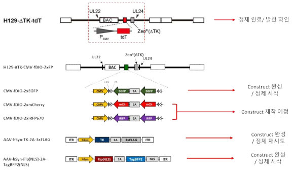 H129 및 AAV를 이용한 3가지 synaptic connectivity를 표지하는 시스템의 구성 요소 및 시스템 구축 현황