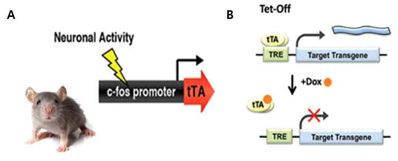 신경 활성 의존적 유전자 (형광 단백질 또는 광유전자) 발현. 신경세포가 활성화 할 때 발현하는 c-fos의 프로모터에 의해 tTA를 발현하는 유전자 변형 마우스(A). TRE 다음에 원하는 유전자를 삽입한 바이러스 벡터를 마우스에 주입하여 doxycycline의 유, 무에 따라 타겟 유전자를 발현 시기를 조절하는 시스템을 확립함