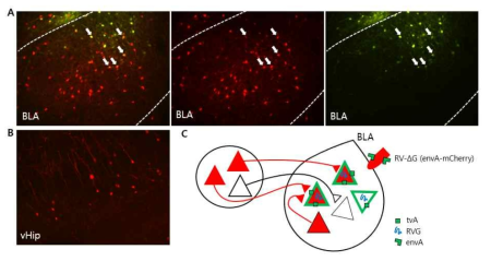 공포 학습 시 활성화하는 신경세포로 입력신호를 보내는 세포군을 단일시냅스 역행성 추적표지기법을 이용하여 표지함. 활성 세포 제한적으로 TVA와 RVG 그리고 eYFP를 발현시킴 (녹색) (A). 그 후 주입된 mCherry 형광단백질을 발현하는 EnvA pseudotyped rabies 바이러스에 감염된 TVA를 발현하는 활성화 신경세포(화살표). RVG로 재포장된 mCherry발현 rabies 바이러스로 형광 표지된 상위 신경세포군(복측해마에 표지된 공포 학습 활성 신경세포군의 상위 신경회로 (빨간)(B). 단일시냅스 역행성 추적표지기법에 대한 모식도(C)