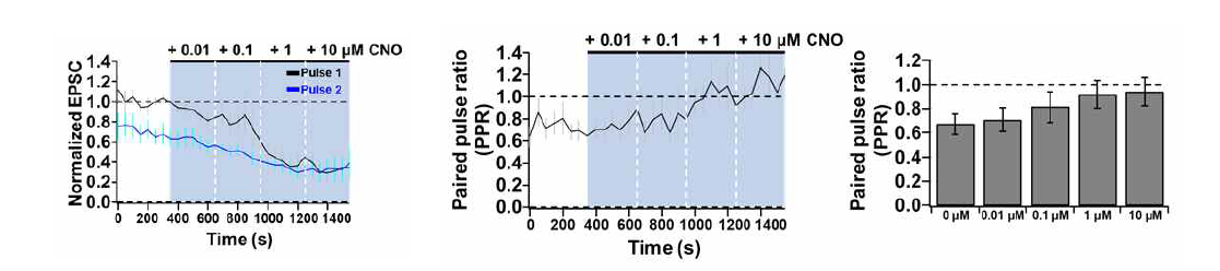 DREADD에 의한 시냅스 세기 변화 (왼쪽)agonist CNO의 dose-response time course, (가운데)CNO처리농도 증가에 따른 10Hz paired pulse ratio (PPR)의 증가 (오른쪽)CNO처리농도 증가에 따른 10Hz paired pulse ratio (PPR)의 증가