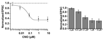 VPM → S1BF synaptic region의 경우 1μM CNO에 의해 최대 활성화된 hM4D가 전체 EPSC를 최소 40%내외까지 감소시킬 수 있음