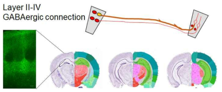 시각박탈 뇌모델의 시각 피질 (V1) - 후두정 피질 (Posterior Parietal Cortex)
