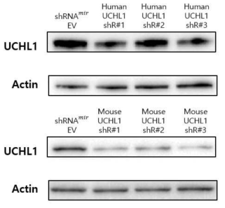 RNA interference를 통한 UCHL1의 down-regulation 확인