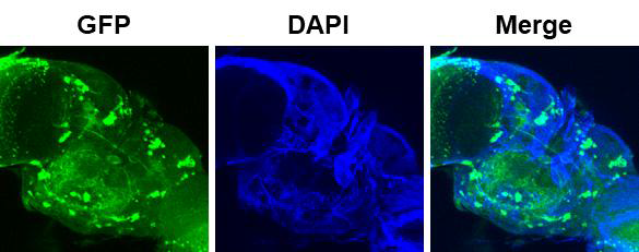 TH-Gal4-mCD8-GFP 초파리의 wing cut 후 dopaminergic neuron의 변화 측정
