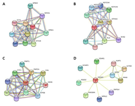 후보인자들과 상호작용하는 단백질 네트워크