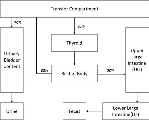 Iodine의 신진대사를 나타내는 격실 모델