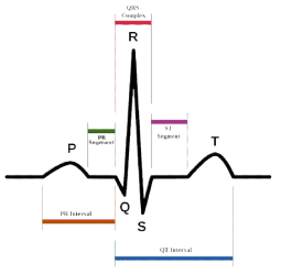 ECG signal 구조