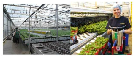 스웨데포닉(Swedeponic) 시스템을 사용하여 영국 Bourne지역에 설치되어 운영되고 있는 Lincolnshire Herbs 식물공장