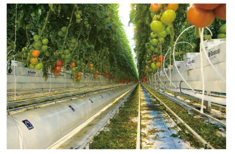 프리바 사의 시스템이 적용된 토마토 온실