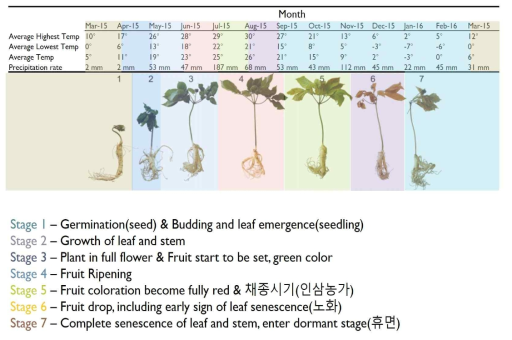 인삼의 월별 생육 사이클