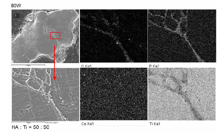 HA:CpTi = 50:50, 80W에서 처리한 표면의 SEM/EDX
