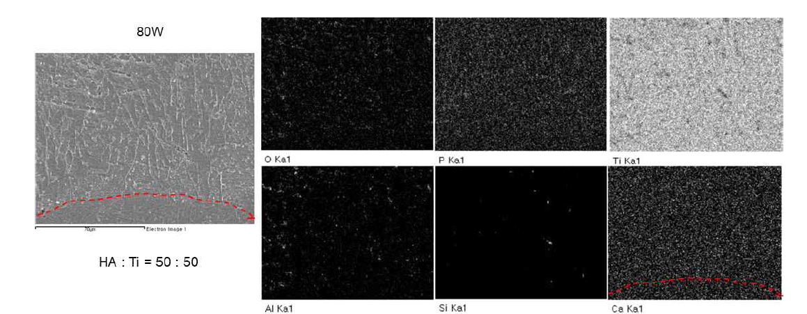 HA:CpTi = 50:50, 80W에서 처리한 표면의 SEM/EDX