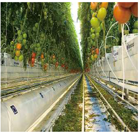 Priva社토마토 재배 시스템