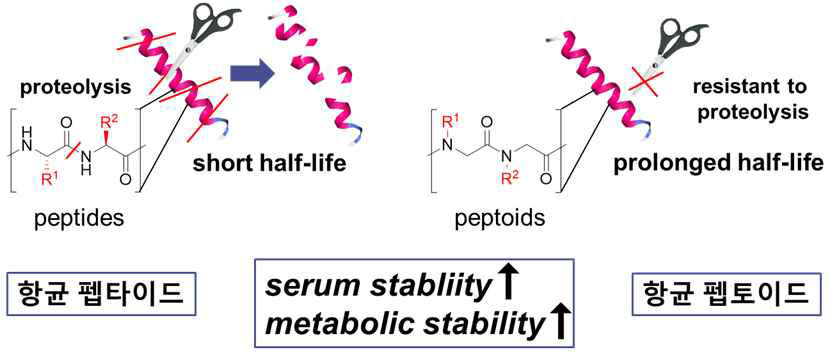 펩타이드 유도체인 펩토이드를 이용한 체내 안정성 문제의 해결 전략