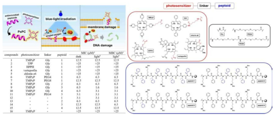 광감작제-항균 펩토이드 공액체의 메커니즘 모식도, 구조, 및 광역학 항균 활성