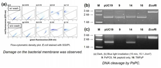 (a) FACS 실험 및 (b)-(c) DNA cleavage를 통한 메커니즘 연구