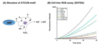 (A) ATCUN-motif의 구조 및 활성 모식도. (B) DCFDA assay를 통한 활성산소 발생