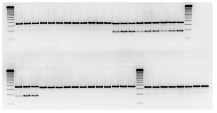 PCR 전기영동 이미지