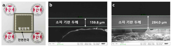 다양한 기판 두께를 가지는 실리콘 수광소자. (a) 제작된 소자의 전면사진, (b) 150um 기판의 단면 SEM 이미지, (c) 300um 기판 단면 SEM 이미지