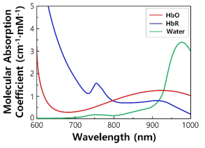 파장에 따른 산소혈색소(HbO), 탈산소혈색소(HbR) 및 물의 흡수계수
