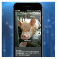 중국 잉쯔기술-돼지 안면인식기술