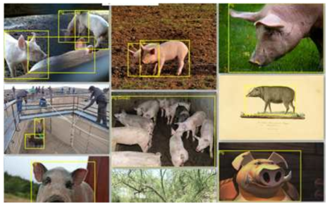 돼지 인식을 위한 annotation 예시