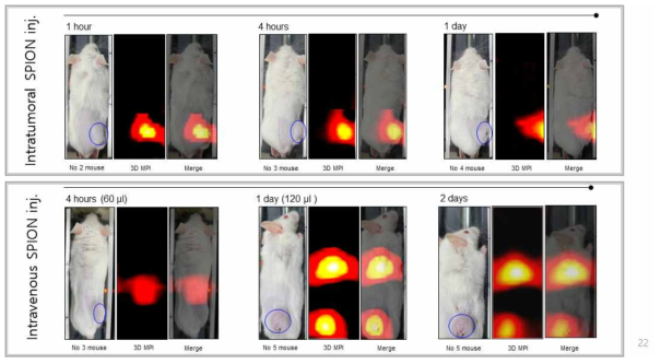 종양 모델 이용 주입된 나노 입자의 생체내 분포 정도 확인