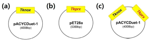 NOX 및 Prx gene이 포함된 plasmid DNA 제작 방법