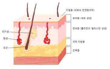 피부 조직의 구조