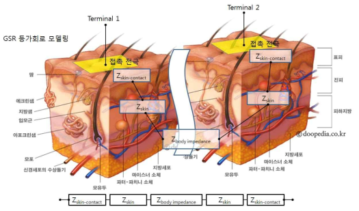 피부 전도도 측정의 전기 등가회로 모델