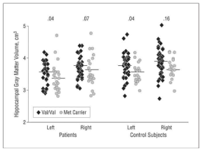 Scattergram of left and right hippocampal gray matter volumes showing BDNF (brain-derived neurotrophic factor) polymorphisms of patients with depression and of healthy control subjects. Horizontal lines indicate the mean for each group. P values are shown with intracranial content as a cofactor in the analysis of covariance