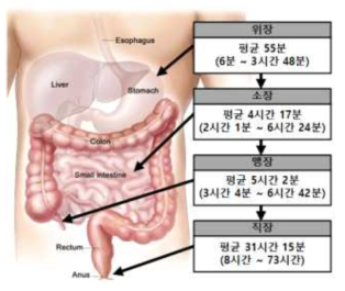 소화기관 통과에 걸리는 검사 소요시간