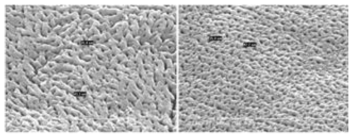 양극산화법에 의하여 형성된 TiO2 나노 구조체 전자현미경 표면 사진