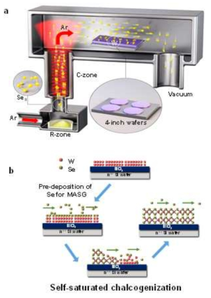 (a) Traveling flow-type reactor와 Se cracker의 개념도 (b) Se 분자들에 의한 WSe2 박막의 self-limiting growth 개념도