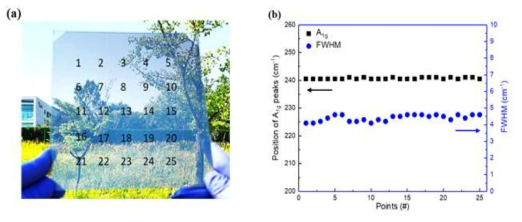 (a) 15 x 15 cm 투명 FTO glass 기판 위에 증착된 MoSe2 박막의 이미지, (b) MoSe2 박막의 A1g peak의 위치와 FWHM