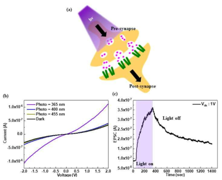 (a) 시냅스를 포함하는 인접한 두 개의 뉴런의 모식도. (b) 광(365, 400, 455 nm) 조건에 따른 I-V 곡선. (c) 멤리스티브 시냅스의 광 자극에 의한 EPSC의 변화